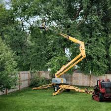 Best Utility Line Clearance  in Springfield, MN