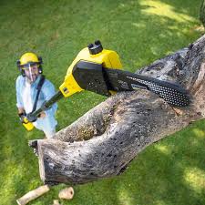 Best Stump Grinding and Removal  in Springfield, MN