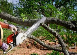  Springfield, MN Tree Removal Pros