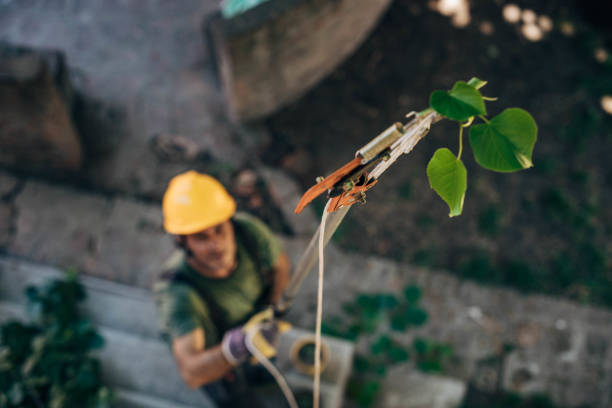 How Our Tree Care Process Works  in  Springfield, MN