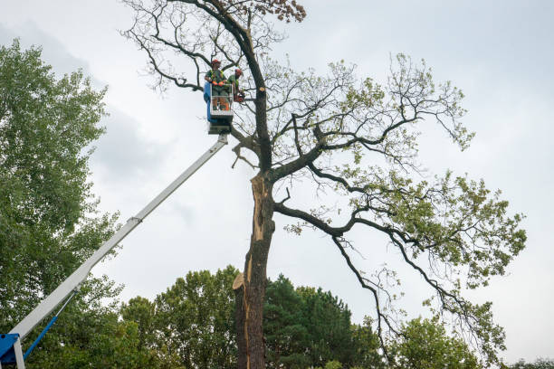 Best Utility Line Clearance  in Springfield, MN