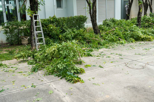 Seasonal Cleanup (Spring/Fall) in Springfield, MN